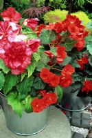 Metal container planted with Begonia 'Marmorata' (white speckled), Non Stop red and 'Switzerland' (back) 