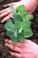 Propagating Sedums - Planting the divided clumps