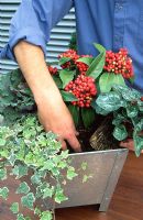 Planting up a contemporary winter container - Finishing the planting