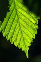 Close-up of leaf of Ulmus americana 'Princeton' at Knoll Gardens