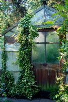 A shady greenhouse with an ivy clad door