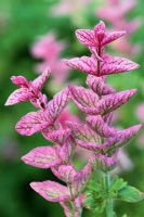 Salvia viridis - pink