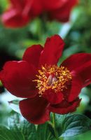 Paeonia 'Chocolate Soldier'