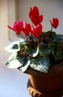 Red cyclamen in metal urn container on windowsill