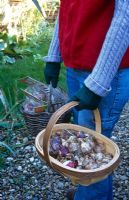 Woman holding a trug and basket filled with bulbs including Hyacinthus 'Blue Delft', Crocus chrysanthus mixed and Narcissus 'Pink Charm'