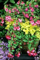 Mixed Fuchsia cultivars growing in a weathered terracotta pot set up on a bench with yellow leaved Lamium maculatum 'Aureum' as a foil