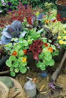 Decorative and productive plants in an old wheelbarrow in a farmyard setting. Red cabbage, green and red leaved lettuce, Tropaeolum majus 'Alaska Mixed', ruby chard, Calendula, pansies and variegated marjoram