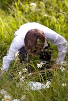 School boy searching for insects using a net in long grass in an orchard with wild flowers including Leucanthemum vulgare - Ox-eye Daisies. Inspecting insects caught in a white bowl