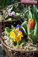 Wicker basket of Primulas and Tulipa with moss - Peapod Garden Shop and Plant Centre, La Hogue Farm, Chippenham, Newmarket