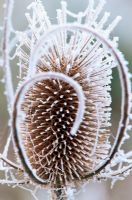 Dipsacus fullonum - Frosted Teasel