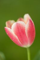 Tulipa - Tulip with dew droplets, selective focus close-up