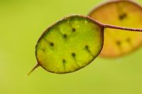 Lunaria annua - Honesty seedpod differential focus close-up