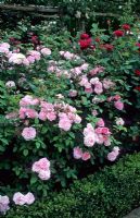 Rosa 'Cottage Rose' with Rosa 'Falstaff,  both English Roses with Box edging - Towne Place, Sussex