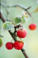 Malus 'Red Sentinel' - Berries with frost