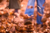 Child kicking Autumn leaves 