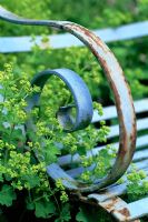 Detail of blue wrought iron bench with Alchemilla mollis - Ladys Mantle in June 
