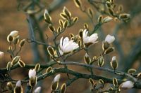 Magnolia 'Wadas Memory' flowering in April