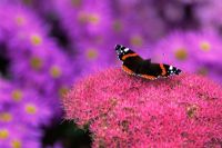 Red Admiral butterfly on Sedum spectabile in September