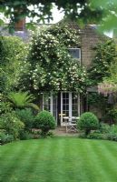 Rosa 'Madame Alfred Carriere' trained on gable wall of house in town garden with 
Buxus topiary, tree fern and Wisteria floribunda 'Rosea'