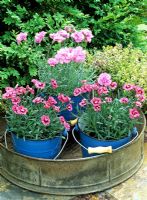 Dwarf, scented Dianthus - alpine pinks displayed on a table in small blue buckets contained in an old metal riddle with Thymus in the background