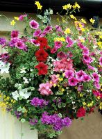 Eight varieties of foliage and flower in a summer hanging basket - Petunias, Sutera, plectranthus, Scaevola, Oxalis vulcanicola, Bidens, Verbena and trailing, variegated Nepeta