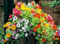 Step by step hanging basket. Step five - Mature basket with pendulous Begonias, supervigorous Surfinia Petunias and Tropaeolum majus 'Alaska Mixed' combine to form a waterfall of vibrant colours