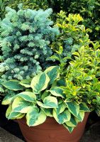 Three bold, contrasting foliage plants form a permanent composition in a large plastic container - Picea pungens 'Globosa' with Hosta 'Wide Brim' and Euonymus japonicus 'Ovatus Aureus' 