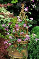 Clematis 'Arabella' growing in an old Victorian chimney pot fitted with a small willow wigwam to give it support