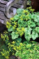Heuchera 'Mint Frost' mingles with Alchemilla mollis flowers beside wooden chair - A pan of variegated
Saxifraga 'Aureopunctata' grows in the foreground