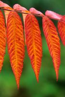 Rhus typhina - Stags Horn Sumach