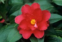 Camellia 'Freedom Bell' AGM