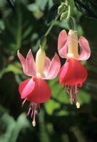 Fuchsia 'Celia Smedly'