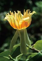 Liriodendron tulipifera AGM - Tulips tree flower