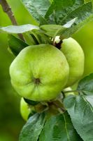 Malus 'Calville Blanc d'Hiver' - Apples 