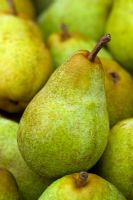 Pyrus 'Williams' Bon Chretien' - Pears 