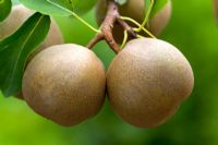Pyrus 'Olivier de Serres' - Pears 