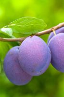 Prunus domestica 'President'- Plums 
