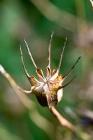 Seedhead of Nigella papillosa