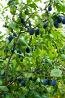 Prunus - Damson tree laden with fruit