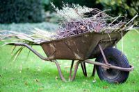 Old metal wheelbarrow with garden refuse 