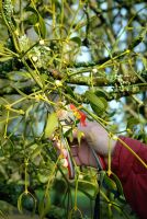 Man with secateurs cutting Viscum - Mistletoe growing on Apple Tree in France