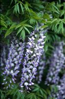 Wisteria floribunda - Japanese wisteria