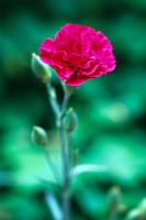 Dianthus 'Devon Wizard' - Carnation