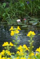 Mimulus luteus - Yellow monkey flower in the foreground and a Nymphaea - Waterlily on a Natural Swimming Pond in Cambridge