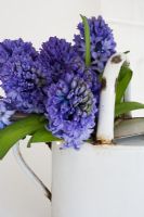 Bunch of cut blue Hyacinthus orientalis 'Blue Jacket' in old french enamel watering can
