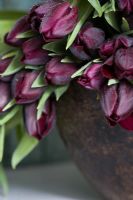 Still life of black Tulipa 'Queen of the Night' in an olive wood bowl 