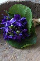 Small nosegay of purple Viola - dog violets