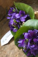 Two small nosegays of purple Viola - dog violets with valentine tag in old pine scoop