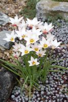 Tulipa clusiana 'Lady Jane' growing out of a carpet of Sedum spathulifolium 'Pupureum'