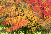 Liquidambar styraciflua 'Worplesdon' - Sweet gum - in autumn colour